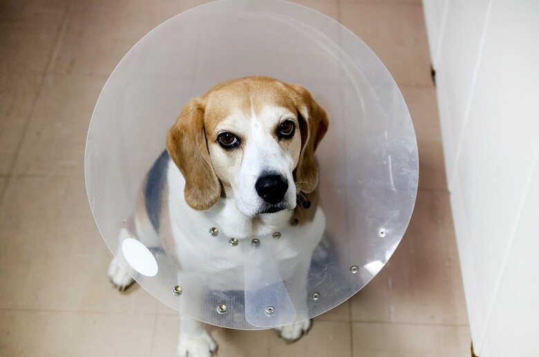 動物は傷をなめすぎないようにエリザベスカラーを装着（イメージ）