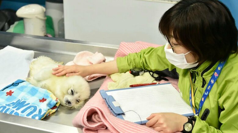 飼育員たちが見守ってきた（提供：海遊館）