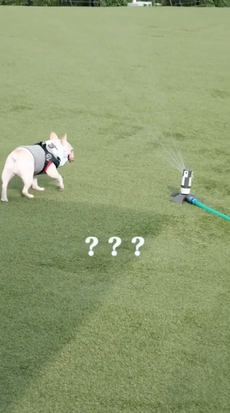 提供：むぎさん