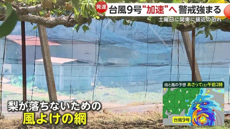 船橋市の梨農家「青山園」