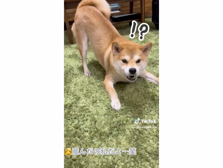 提供：柴犬こちゃんさん