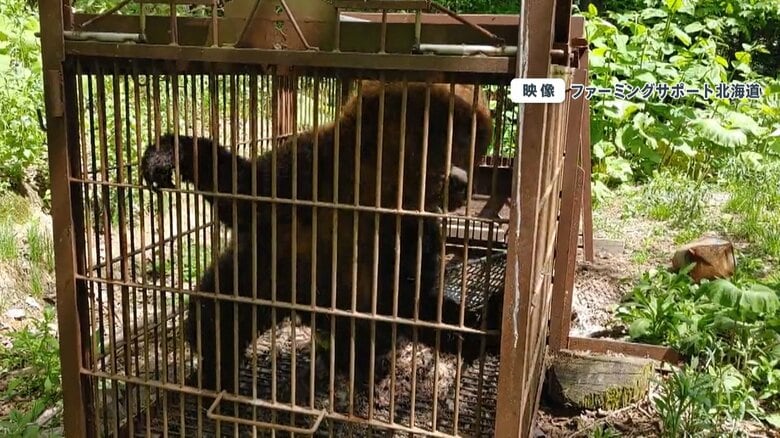 (檻の中から撮影者に飛びかかろうとするヒグマ)