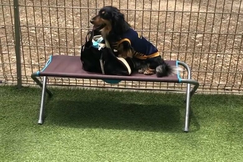 他に犬がいると逃げてしまう