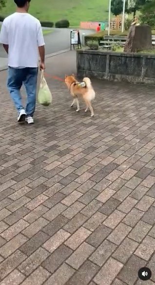 提供：柴犬 しんさん