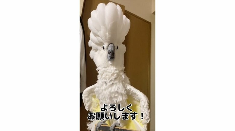 立派なトサカを持っている