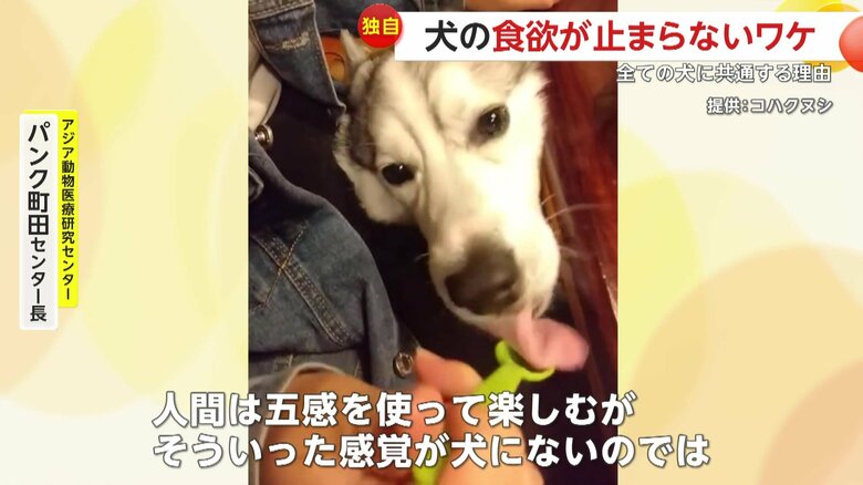 犬の習性について話すアジア動物医療研究センター・パンク町田センター長（提供：コハクヌシ）