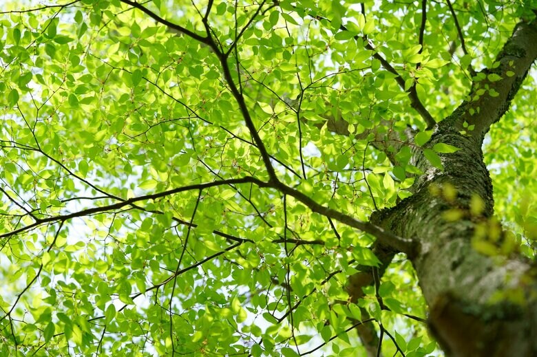 「生物多様性」は「情念」に働きかけて政治を動かそうとした（画像：イメージ）