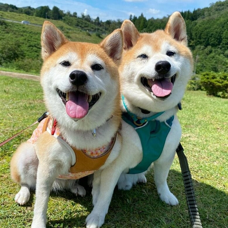 笑顔の2匹