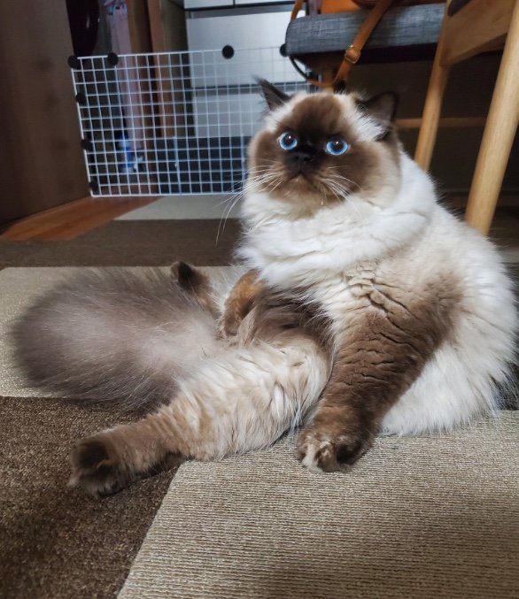 くつろぐ時はオッサンのよう（提供：ねぎまるさん）