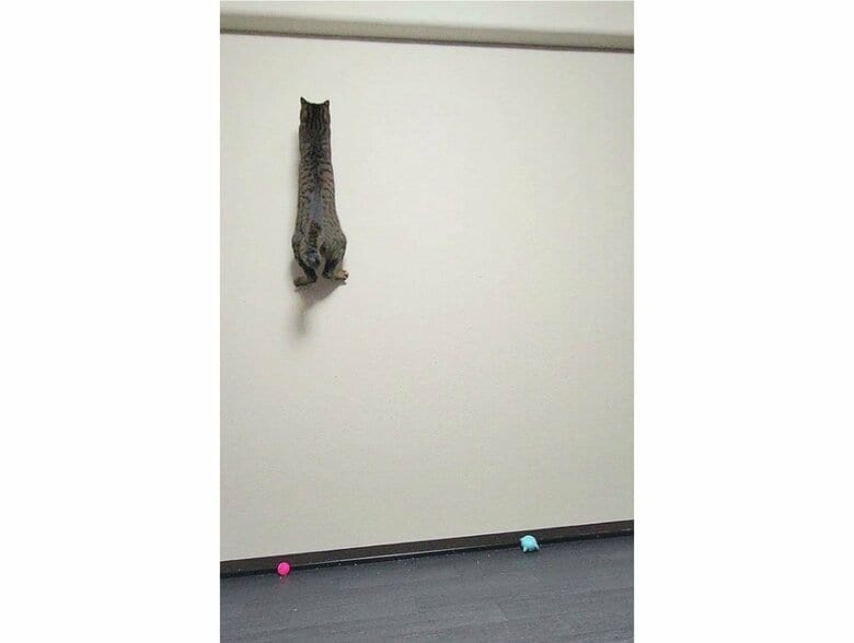 壁に向かって“走っている”（提供：しぴこめさん）