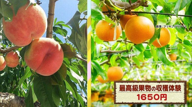 最高級果物の収穫体験　1650円　※画像：ブッキングリゾート