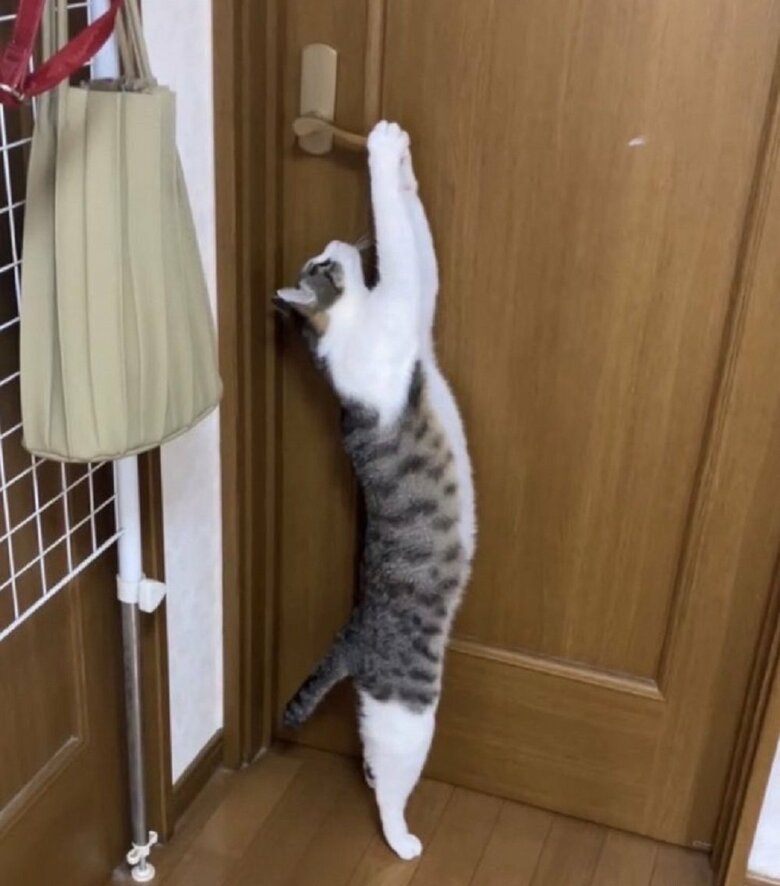 賢い琥珀くんは自力でドアを開けることができるという