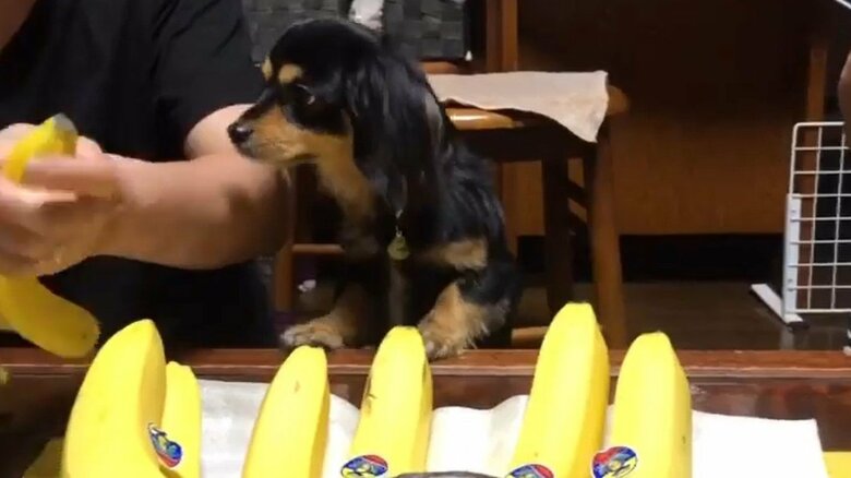 バナナに興味津々