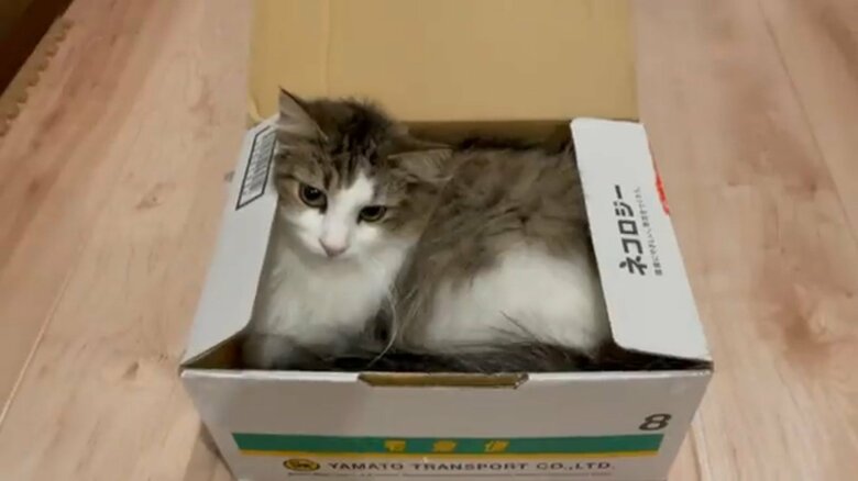 段ボールの中に入る「シィク」くん