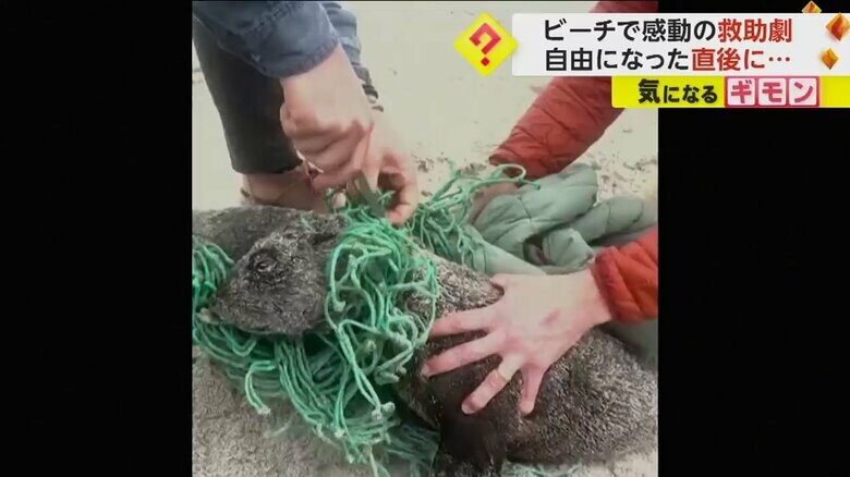男性がオットセイにからまった網をナイフで切っている（Instagram @jamessuter/BlackBeanProductions）