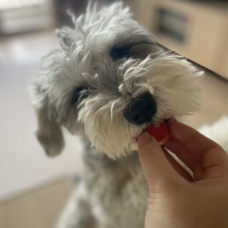 イチゴが大好き（提供：こんぶさん）