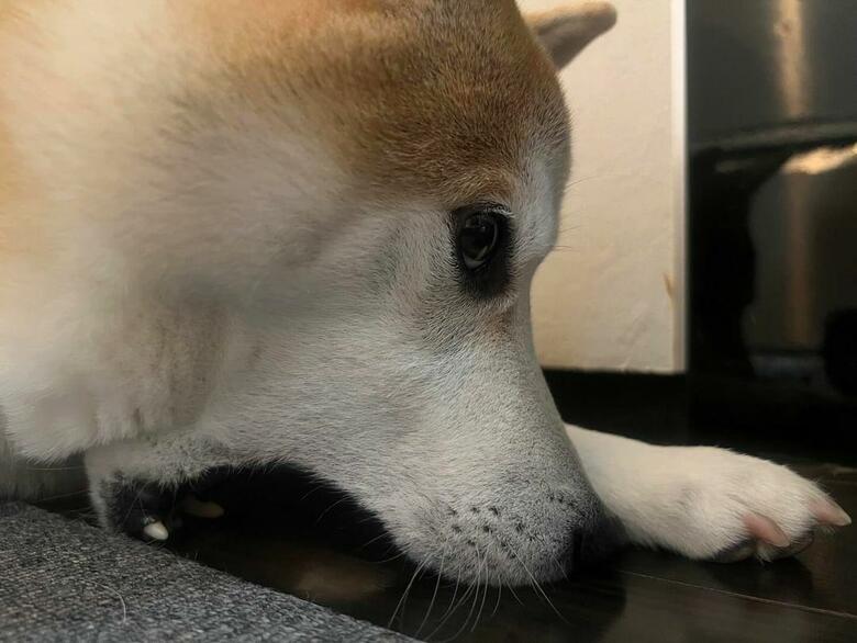 提供：柴犬 sasuke_紗助さん