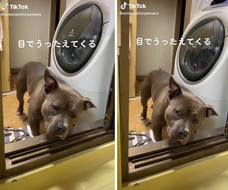 飼い主さんの方をチラチラ…