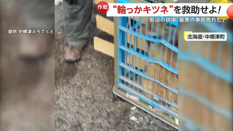 住民とボランティア団体による“輪っかキツネ”救出作戦