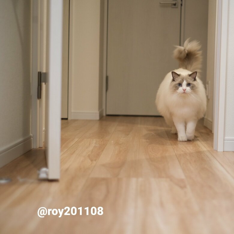 提供：ロイくん@roy201108さん