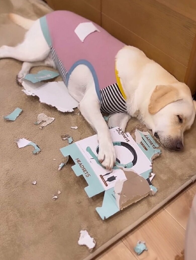 遊び疲れて寝ている