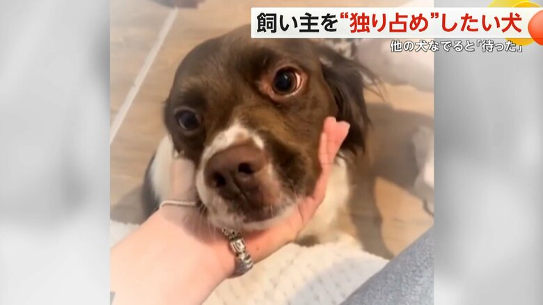 ようやく自分がなでてもらえると満足そうな顔を見せたアストラちゃん