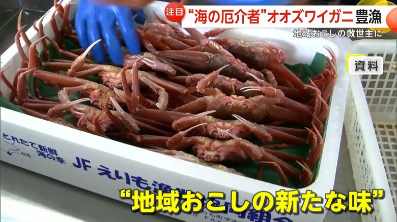 オオズワイガニは地域おこしの新たな味となりつつある
