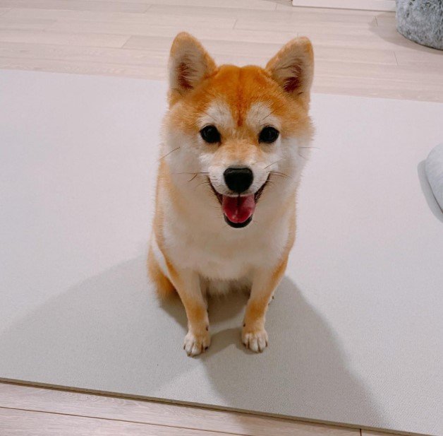 提供：豆柴ちくわ&がんもさん