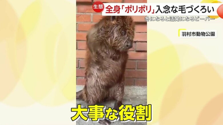 ビーバーの毛づくろいには毛並みを整えること以外に大事な役割があるという