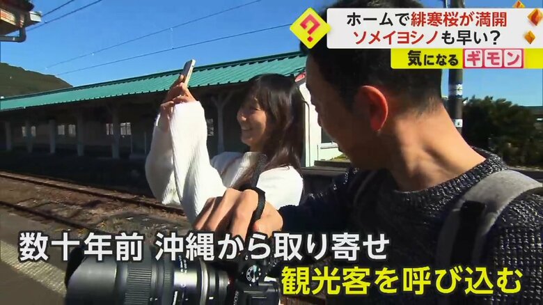 和歌山・JR那智駅で緋寒桜を撮影する人