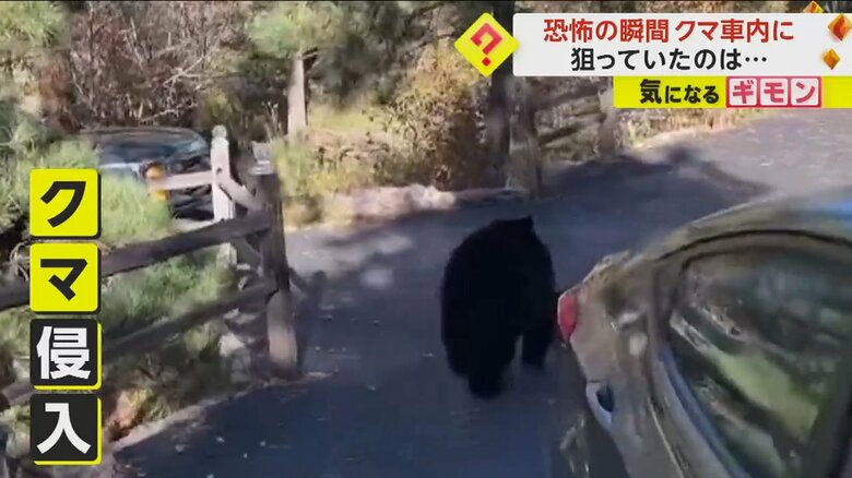 車に侵入していたクマ。かなりの大きさだ