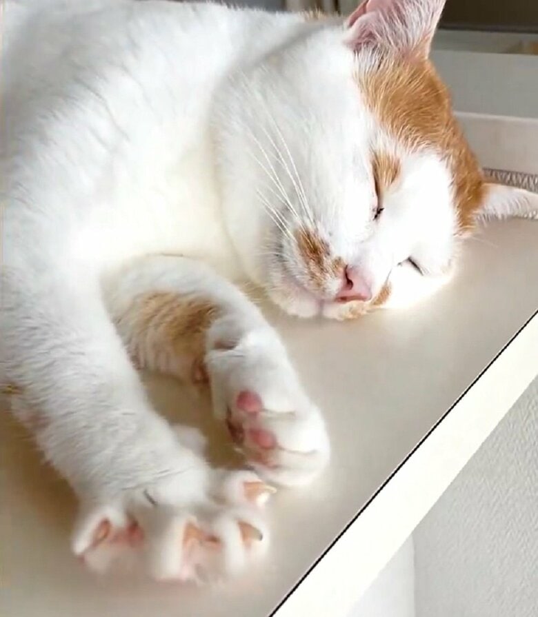 右前足がパッと開いた！