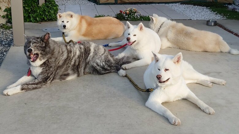 5匹勢ぞろいの様子