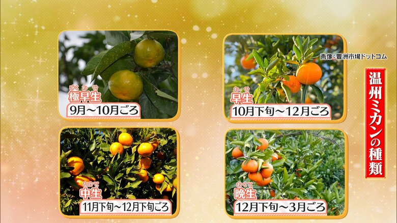 温州ミカンの種類　画像：豊洲市場ドットコム