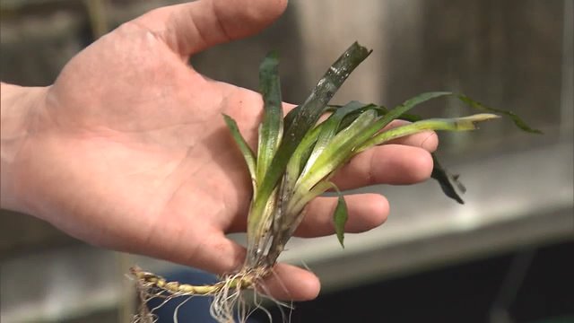 問題となっているこの水草は…