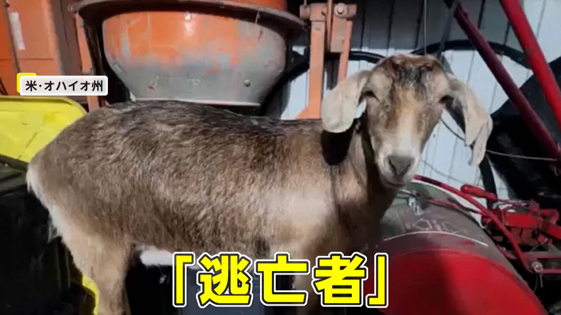道路で逃走する“お騒がせヤギ”警察が悪戦苦闘する捕獲劇の一部始終 