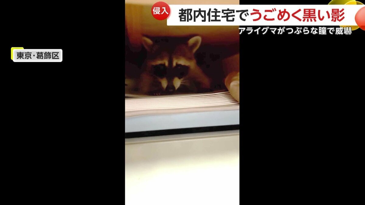 絶滅動物物語 2 | うすくらふみ 今泉忠明 | 【試し読みあり