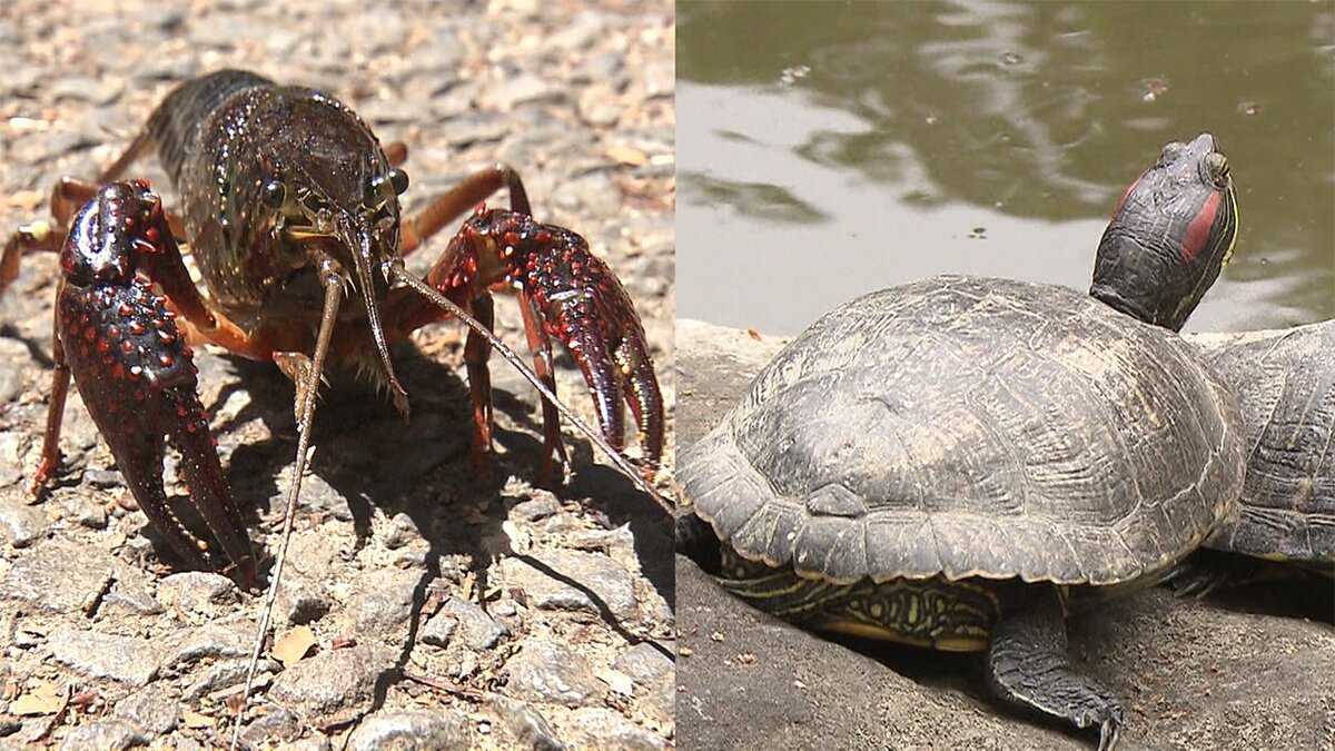 アメリカザリガニとアカミミガメの販売 輸入などを禁止 外来生物法の改正案可決 Fnnプライムオンライン