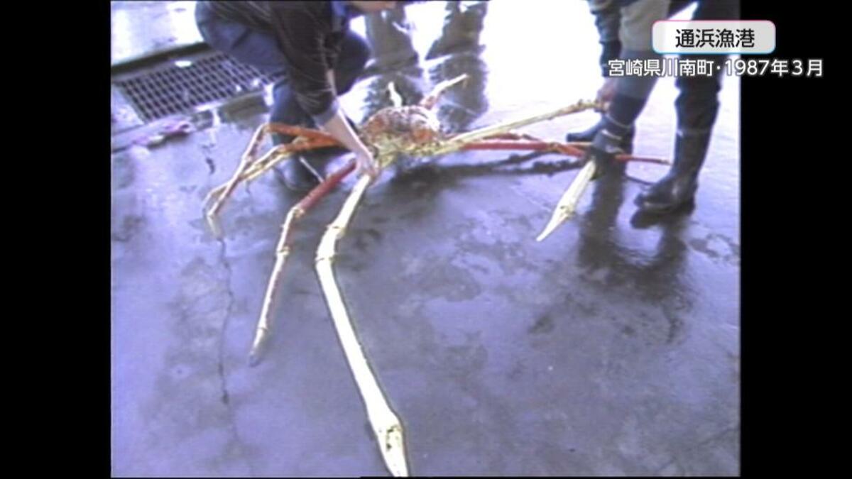 稀少レア四国太平洋沖深海生物タカアシガニふんどし腹リアル凹凸標本置物コレクション ヤシガニの形状と動きを完全再現したハイクオリティモデルが登場
