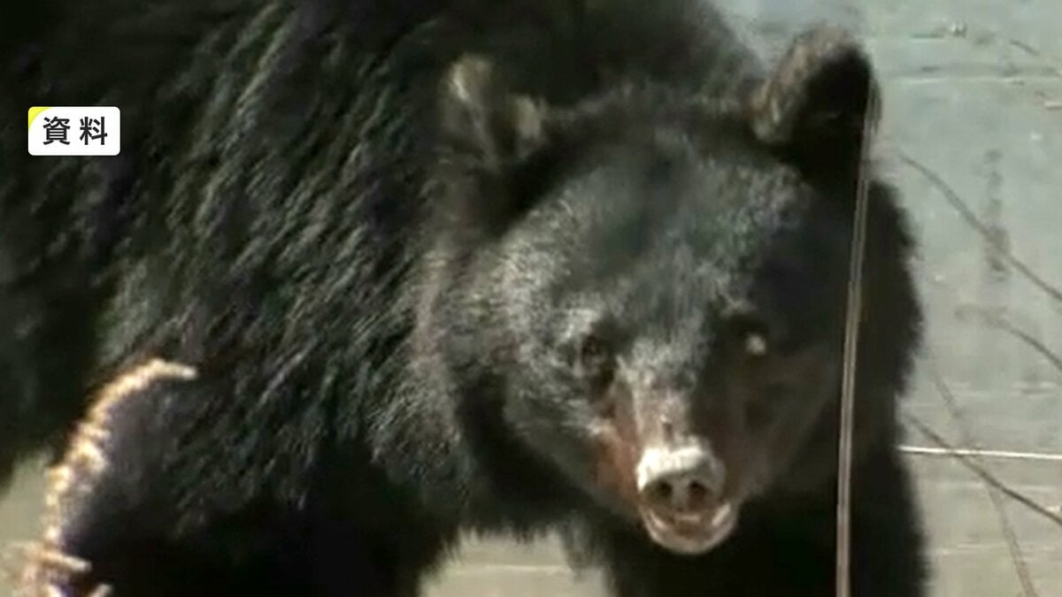 飼い犬が姿を消す クマに襲われたか リードや首輪残され山中にクマの