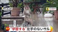 【独自】「人間の子どもかと」学習し続ける“左手のない猿” 　今度は二足歩行でガラス叩き店のドアを開けようと…　神奈川・茅ヶ崎市