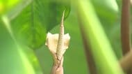 15年育てて初めて咲いた「里芋の花」　富山市の家庭菜園で今年6株に開花【ソラをライブ】