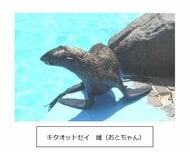 【速報】玉野海洋博物館　絶滅危惧種指定のキタオットセイ　メスの「おとちゃん」死ぬ【岡山】