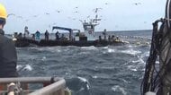 「もったいない」クロマグロ水揚げせずに500トン以上放流　漁獲枠の9割に達しマダイやフグもリリース　新潟・佐渡市