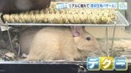 メダカ、イモリ、カブトムシ…生徒にリアルな生き物を　多種多様な生き物を集めた「教材生物バザール」広島