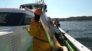 高級魚「タチウオ」東京湾で“爆釣”　開始1分で入れ食い状態に…専門家「水温が上がった影響も」