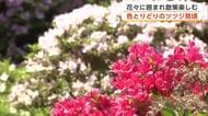 秋田市の千秋公園、色とりどりのツツジ見頃　フジも咲き揃う　花々をめでながら散策楽しむ
