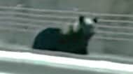 【ヒグマ速報・動画あり】「あっクマだ！怖い！でかい！」撮影者をチラチラ見ながら道路を横断するクマ＿体長は1.7mほどか〈北海道遠軽町・旭川紋別自動車道白滝IC付近〉
