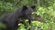 「一度人と接触したクマは極めて危険」岩手・紫波町の事例から専門家が警鐘　山菜採り時の遭遇対策