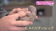 春休みにぴったり！ふれあいが楽しい　延岡市にオープン「けんちゃん動物園」【トレリン】